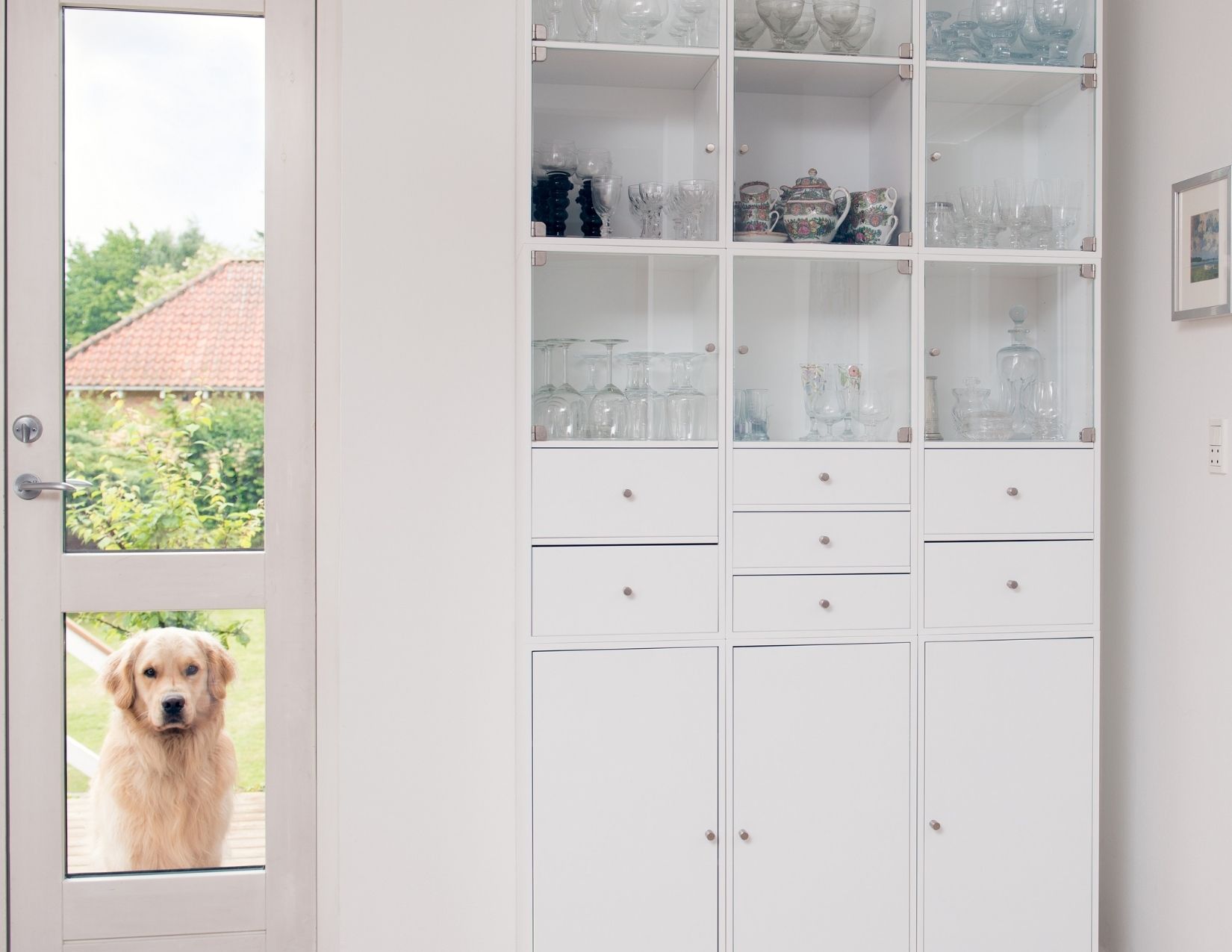 Dog Door Pitfalls and Innovations