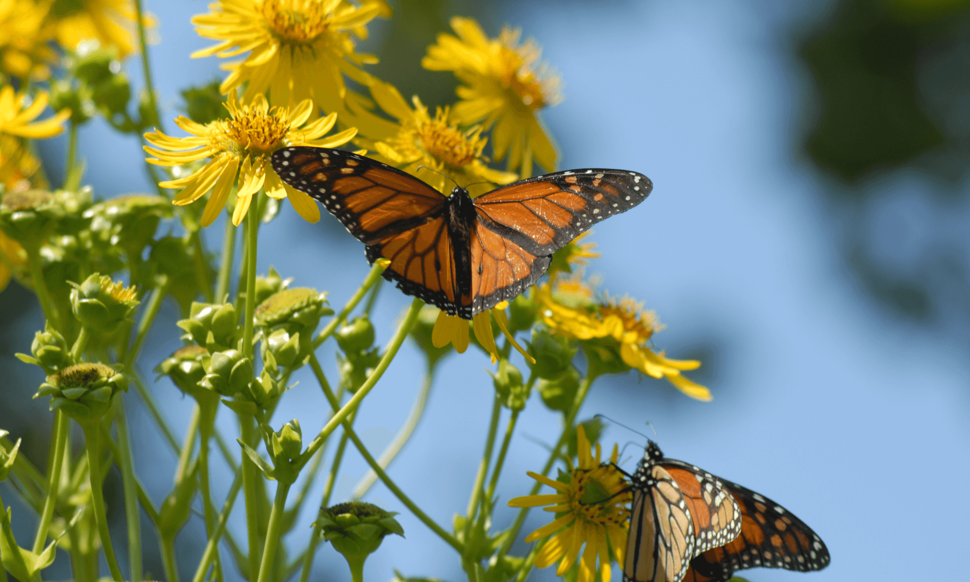 How to Make a Butterfly Garden