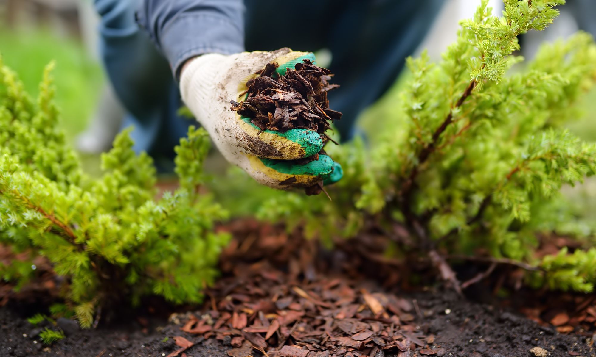 Controlling Weeds