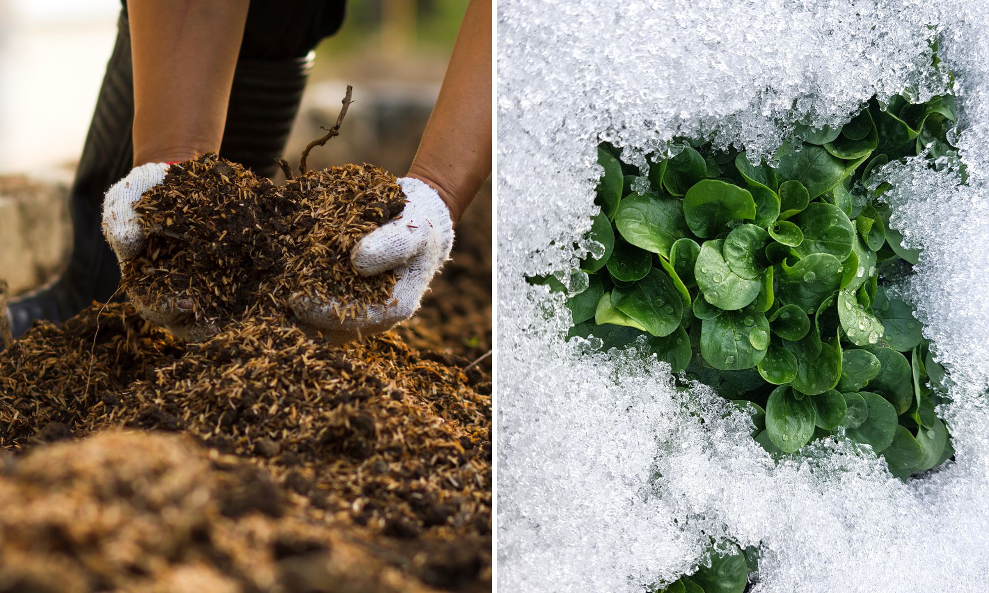 Winterize Herb and Vegetable Gardens